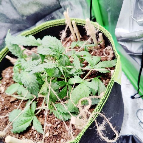 JonesIndica growlog timeline photo