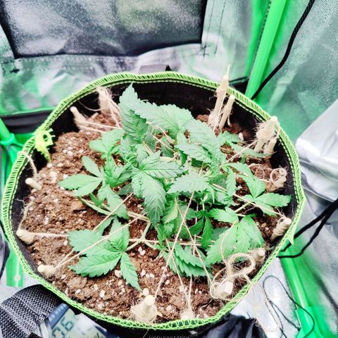 JonesIndica growlog timeline photo