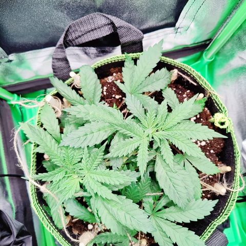 JonesIndica growlog timeline photo