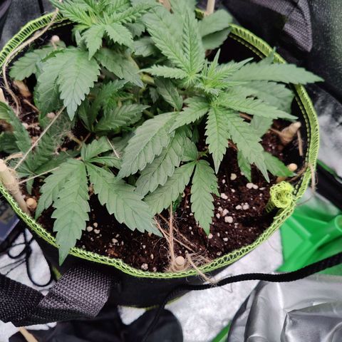 JonesIndica growlog timeline photo