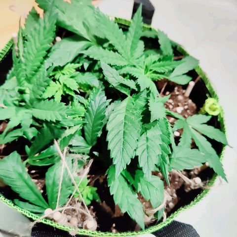 JonesIndica growlog timeline photo