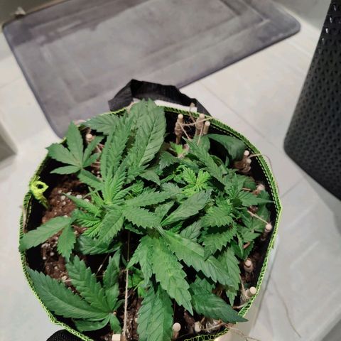 JonesIndica growlog timeline photo