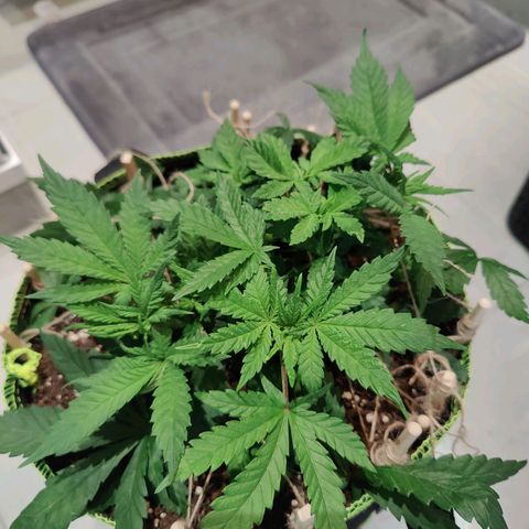 JonesIndica growlog timeline photo