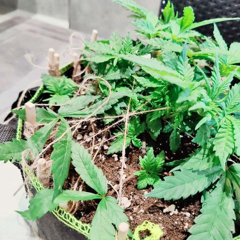 JonesIndica growlog timeline photo