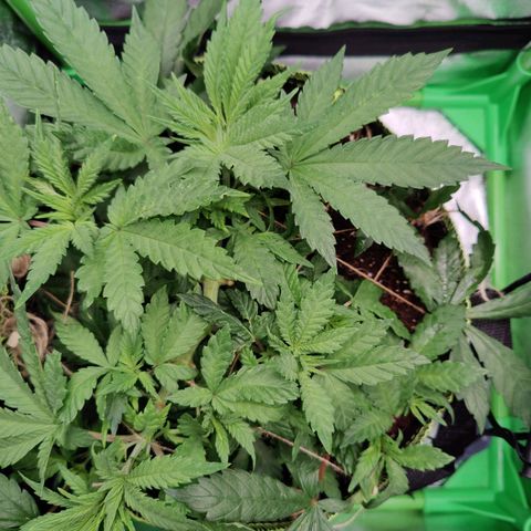 JonesIndica growlog photo: Gießen 0,6L ohne dünger