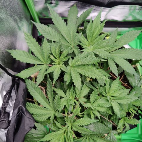 JonesIndica growlog photo: Gießen 0,6L ohne dünger