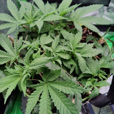 JonesIndica growlog photo: Gießen 0,6L ohne dünger