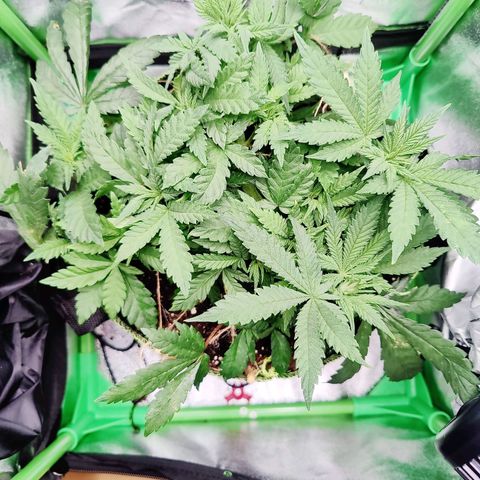 JonesIndica growlog photo: Trockengewicht 3,1KG
