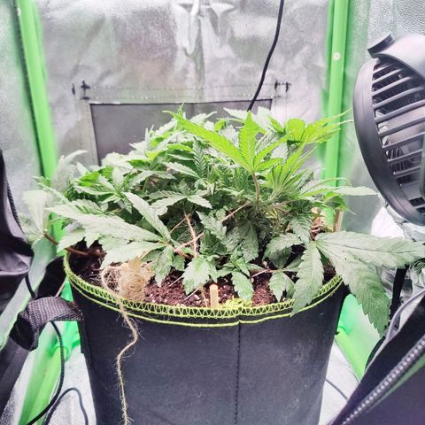 JonesIndica growlog photo: Trockengewicht 3,1KG
