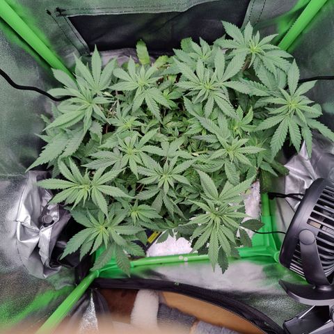 JonesIndica growlog timeline photo
