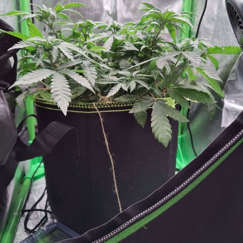 JonesIndica growlog timeline photo