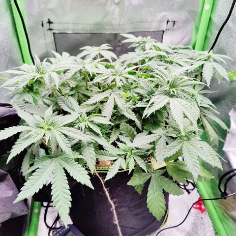 JonesIndica growlog timeline photo
