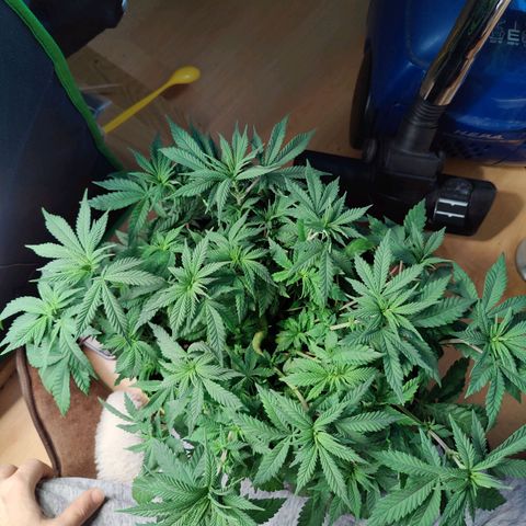 JonesIndica growlog timeline photo