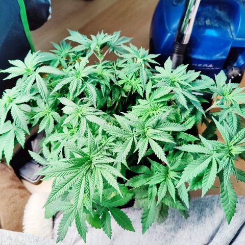 JonesIndica growlog timeline photo