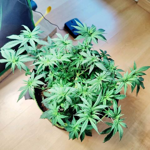 JonesIndica growlog timeline photo