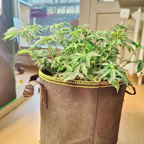 JonesIndica growlog timeline photo