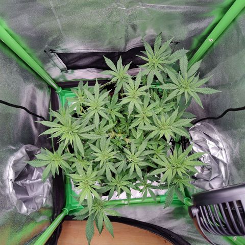 JonesIndica growlog photo: Gießen 0,65 L mit dünger nach dünge schema