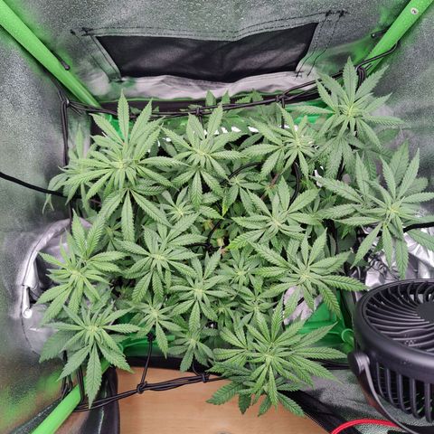 JonesIndica growlog photo: Lcihabstand von ca. 60cm auf ca 55cm verringert