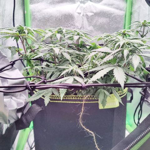 JonesIndica growlog photo: Lcihabstand von ca. 60cm auf ca 55cm verringert