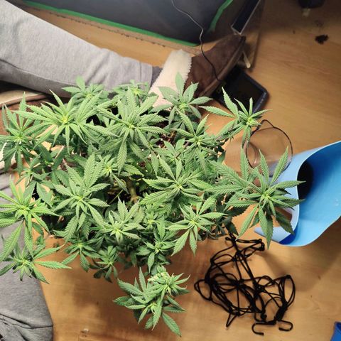 JonesIndica growlog photo: Lollypop