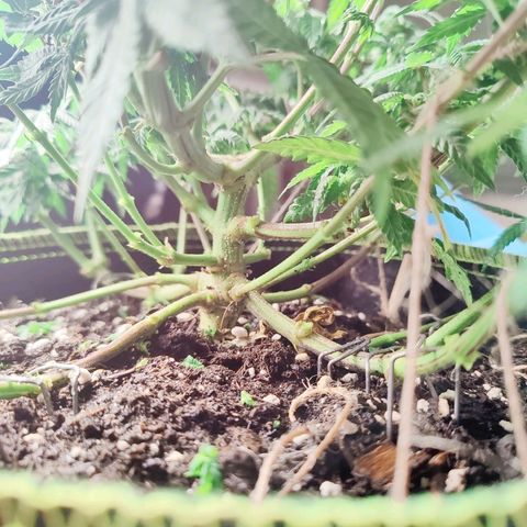 JonesIndica growlog photo: Lollypop