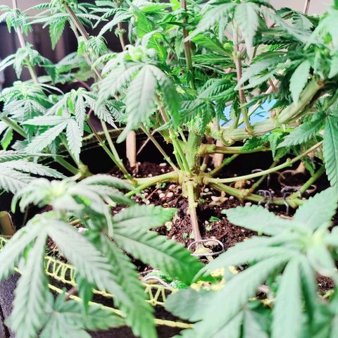 JonesIndica growlog photo: Lollypop
