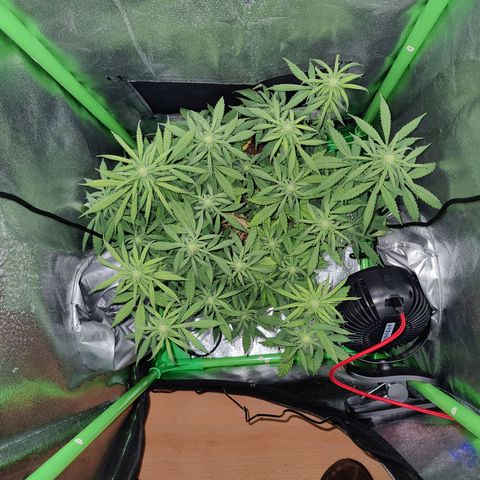 JonesIndica growlog timeline photo