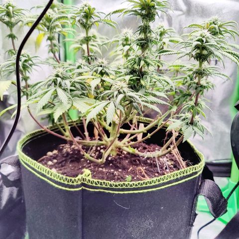 JonesIndica growlog timeline photo