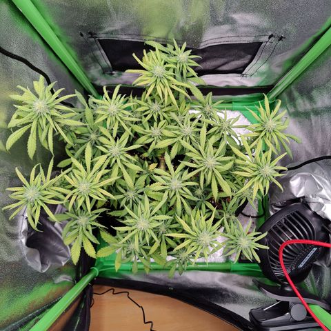 JonesIndica growlog timeline photo