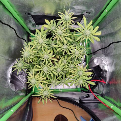 JonesIndica growlog timeline photo