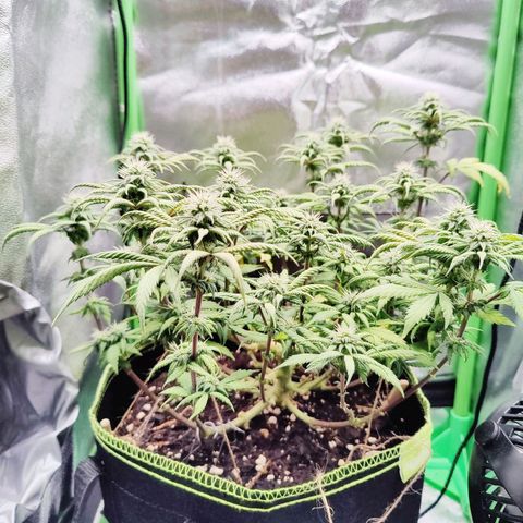 JonesIndica growlog timeline photo