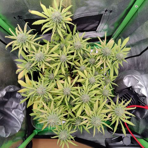 JonesIndica growlog timeline photo