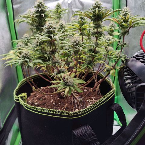 JonesIndica growlog timeline photo