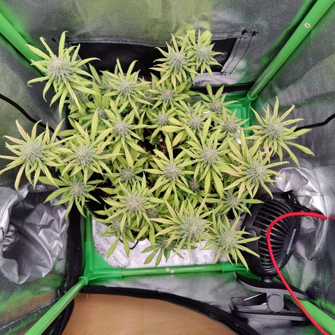 JonesIndica growlog timeline photo