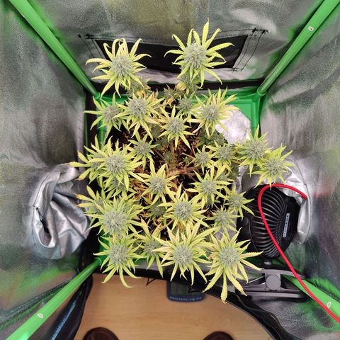 JonesIndica growlog timeline photo