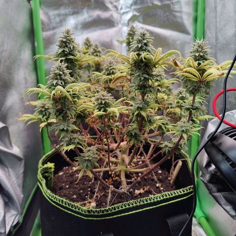 JonesIndica growlog timeline photo