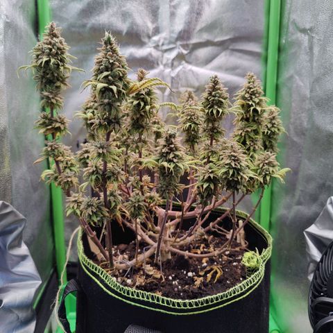 JonesIndica growlog timeline photo