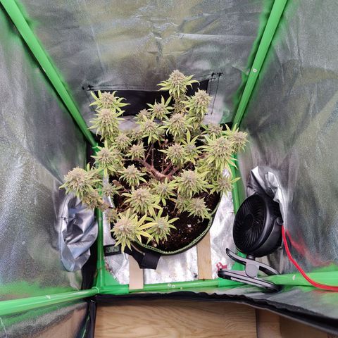 JonesIndica growlog timeline photo