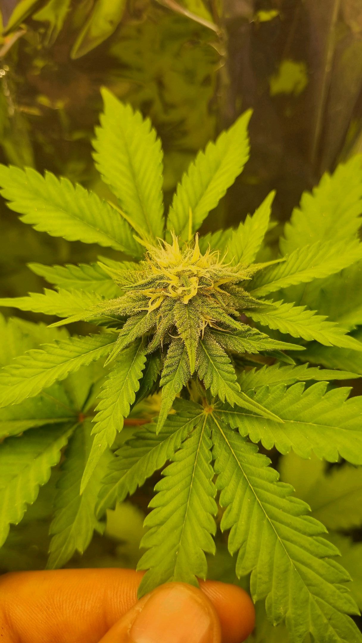 Gelato Royal Auto growlog header