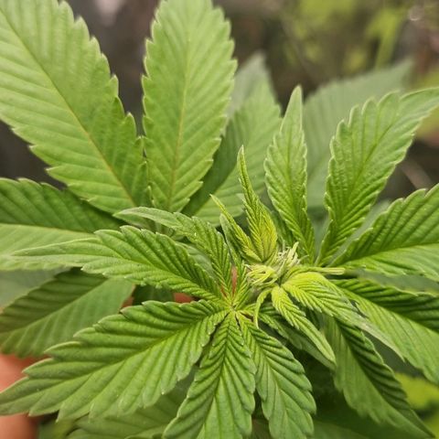 Old Red Sour growlog timeline photo