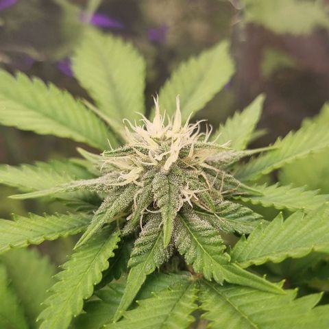 Gelato Royal Auto growlog photo