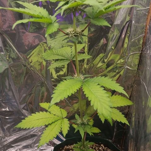 Gelato Royal Auto growlog photo