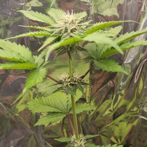 Gelato Royal Auto growlog photo