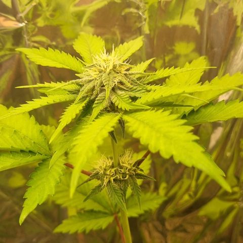 Gelato Royal Auto growlog photo