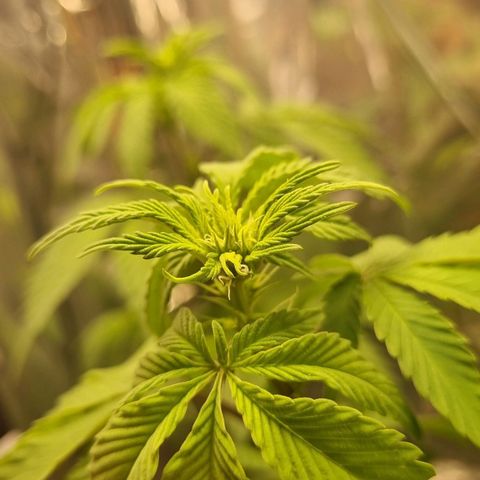 Old Red Sour growlog timeline photo