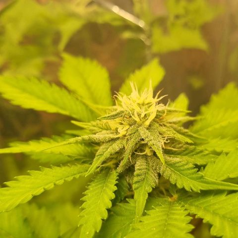 Gelato Royal Auto growlog timeline photo