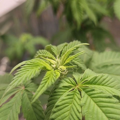 Old Red Sour growlog timeline photo
