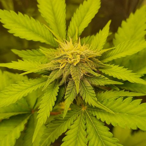 Gelato Royal Auto growlog in BudBox