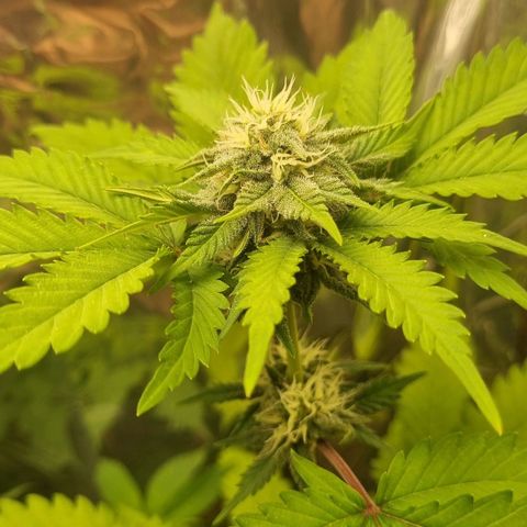 Gelato Royal Auto growlog timeline photo