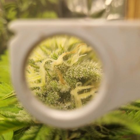 Gelato Royal Auto growlog timeline photo